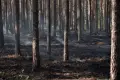 Pożar lasu w okolicach Wierzbowej. Akcja gaszenia ognia trwała ponad dobę