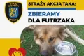 Straż Miejska organizuje zbiórkę karmy mokrej dla bezdomnych piesków