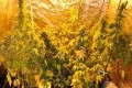 50-latek miał w domu plantację konopi