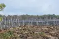 Pożar na poligonie, spłonęło 15 ha