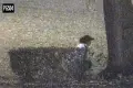 “Without Any Shame,” They Drank Alcohol and Urinated in the Park. They Received Fines