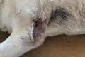 He Abused a Labrador. The Prosecutor’s Office Will Handle the Case