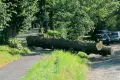 Ścięli drzewa, zastawili pułapkę na rowerzystów i przechodniów