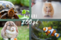 Sklep zoologiczny Safari, nagradzany przez klient&oacute;w!