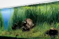 Aquarium – an Original Home Decoration