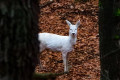 Piękna sarna albinoska w powiecie bolesławieckim