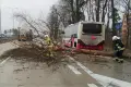 A4: akcja „Powalone drzewo”
