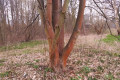 Drzewa przy ulicy Gdańskiej w Bolesławcu &bdquo;rdzewieją&rdquo;. Dlaczego tak się dzieje?