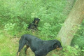 Uwaga! Agresywne rottweilery w lesie koło Brzeźnika. Akcja zakończona