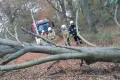 Kolejne powalone drzewo. Interweniowali strażacy