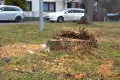 Pusto na rondzie przy Góralskiej, wycięto obumarłe lipy