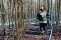 Kilka godzin trwało gaszenie pożaru lasu