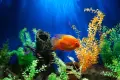 Is It Worth Letting Your Child Set Up an Aquarium?