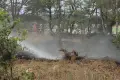 Pożar w Gromadce