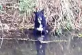 Mundurowi uratowali psa, który wpadł do Kwisy i utknął w mule