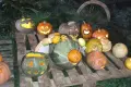 Zobacz dynię, która rodzi dynię! Halloween trwa w najlepsze!