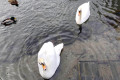 Czy będzie schronienie dla łabędzi mieszkających na stawie miejskim?