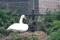 Łabędzia para wysiaduje jaja przy miejskim stawie. Będzie troje łabędziątek