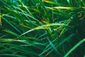 Which ornamental grasses are most drought-resistant?