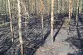 Kolejny pożar lasu. W akcji samolot Dromader