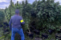 Policja zlikwidowała dwie plantacje konopi indyjskich. Największa z roślin miała ponad 3 metry