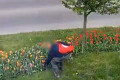 Podszedł do miejskiej rabaty i zerwał tulipany. Kradzieże kwiat&oacute;w to już prawdziwa plaga