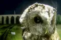 Rzadki moment! Nocny gość złapany w obiektywie. Puszczyk oczarował internautów