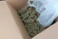 Nowogrodziec: wpadli z marihuaną. Jeden z niewielką ilością, drugi z… 145 GRAMAMI