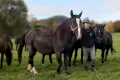 Rycerskie źrebne klaczki rasy śląskiej spod Grodźca na sprzedaż