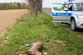 Oświadczenie Policji w Bolesławcu w sprawie uśmierconego koziołka w Szczytnicy