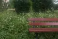 Is This What Urban Greenery Should Look Like? A Reader Showed Photos from Bolesławiec