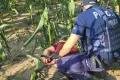 Under the Influence of Drugs, He Fled on a Scooter. The Chase Ended in a Cornfield