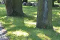 Що означають помаранчеві крапки на деревах? Мешканець Bolesławiec занепокоєний