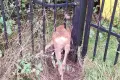 Roe Deer Trapped Between Fence Bars. Uniformed Officers Rush to Help