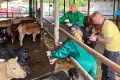 They Stole Cattle in Germany; Losses Valued at €300,000. Two Poles Arrested