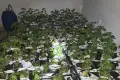 Ponad 600 krzewów konopi w piwnicy. Policja zabezpieczyła też 3,5 kg marihuany