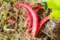 Devil’s fingers have appeared near Bolesławiec. They look like something from a horror fil…
