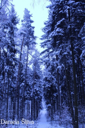 Zima w lesie w Wartowicach
