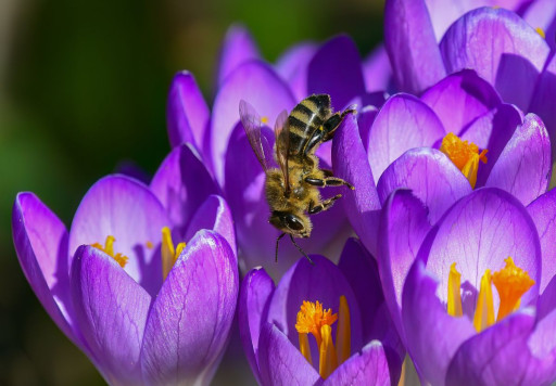pierwsza pszczoła w tym roku