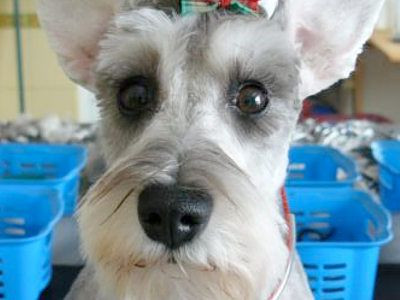 Pies po zabiegu pilęgnacyjnym