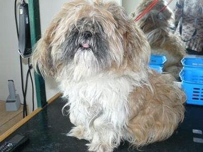 Shiztu przed zabiegiem pilęgnacyjnym