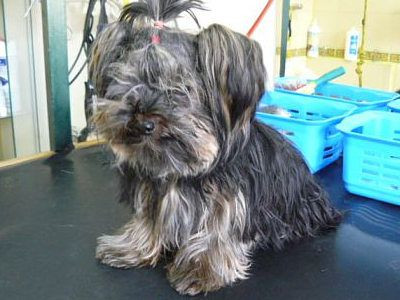 Yorczka przed zabiegiem pielęgnacyjnym