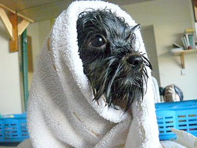 Suszenie Yorczki ręczniczkiem