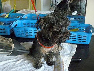 Suszenie suszarką Yorczki