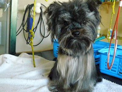 Yorczka przed finalnym modelowaniem