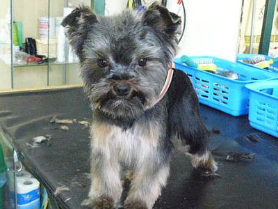 Yorczka po pełnym zabiegu pielęgnacyjnym