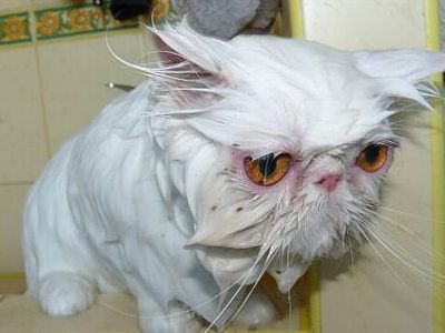 Kot Śnieżynka po kąpieli