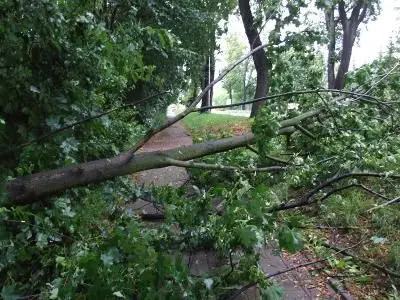 Wiat powalił drzewo na chodnik przy ul. Jeleniogórskiej