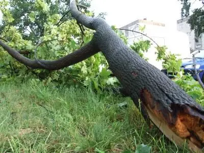Na ul. Kosiby konar drzewa spadł niedaleko zaparkowanych samochodów