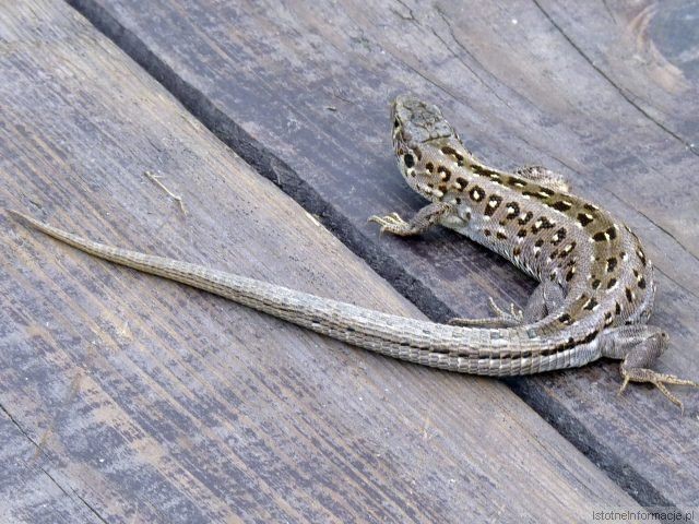 Konkurs dla siłaczy, występy solistek i zespołu X – to tylko niektóre z atrakcji imprezy